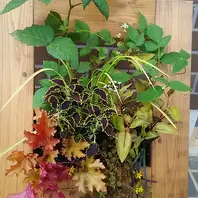 イーゼルに置いて高くしてもいいけど、「額縁プランター」の