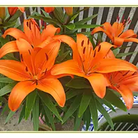 オレンジ色のユリの花　苗　1.5メートル オレンジのユリ 今日のオレンジ（597）: サカガミタカオの