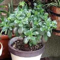 庭先のナカフヒロハオリヅルランに花が「🍂我家の観葉植物＆ラン