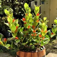 コルムネアの写真-みんなの趣味の園芸370165