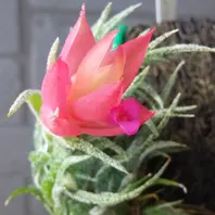 スプレンゲリアナ「チランジア」のアルバム-みんなの趣味の園芸470236