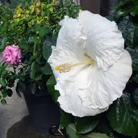 ハイビスカス・バイロンメッツ大きくて「バラ以外の花と草木🌸」の