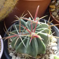 サボテン・武輪柱を買いました。根元が「cactus」のアルバム