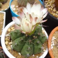 サボテン・武輪柱を買いました。根元が「cactus」のアルバム