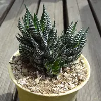 23AAA ハオルチア　多肉植物　南亜の星巨大化　自家繁殖 23AAA ハオルチア 多肉植物 南亜の星巨大化 自家繁殖 2025年最新