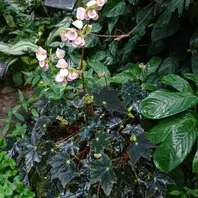 伊藤潤二先生が喜びそうな渦巻きのベゴニア「宇治市植物公園」の 伊藤潤二先生が喜びそうな渦巻きのベゴニア「宇治市植物公園」の