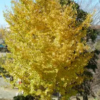 茨城県 樹齢千年、西蓮寺の2本の大銀杏の黄葉 | 美しい日本