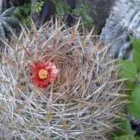 赤花有刺仔吹烏羽玉 赤花有刺仔吹烏羽玉 - メルカリ