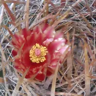 ロホホラ属 有刺赤花仔吹烏羽玉刺のあ「サボテン花」のアルバム