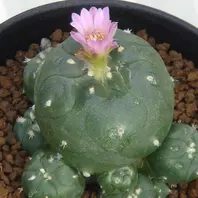 ロホホラ属 有刺赤花仔吹烏羽玉刺のあ「サボテン花」のアルバム