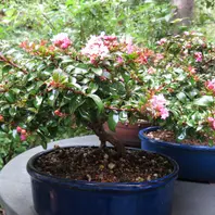 矮性サルスベリ“チカソー”小型の百日「全体が10センチ前後の小品