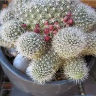 専用ページです！サボテン レブチア テレサエ♪1個 つぼみアリ 🌵サボテン(レブチア・宝山)に、花の蕾が「🌵No.1我家のサボテン