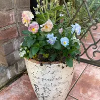 シエルブリエ様寄せ植え💕「寄せ植え🌼＆ギャザリング💕」のアルバム