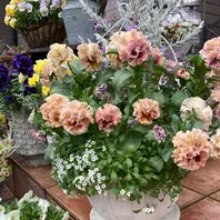 アントワネットとレモンムースのフワモコ寄せ植え アントワネット&エレモフィラニベア💕「寄せ植え