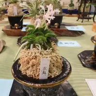 紫姫 青色のお花の富貴蘭ですね。赤・「京都府立植物園イベント集