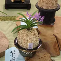 紫姫 青色のお花の富貴蘭ですね。赤・「京都府立植物園