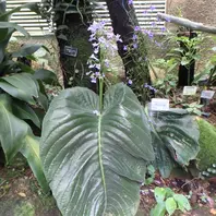 紫姫 青色のお花の富貴蘭ですね。赤・「京都府立植物園イベント集