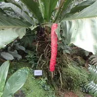 紫姫 青色のお花の富貴蘭ですね。赤・「京都府立植物園イベント集