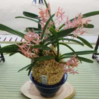 紫姫 青色のお花の富貴蘭ですね。赤・「京都府立植物園