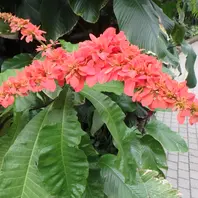 紫姫 青色のお花の富貴蘭ですね。赤・「京都府立植物園イベント集