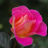 秋薔薇　ページ ✨♡ * * ♡ * ✨Have a wonderful time ✨ * * 🌱 Roses