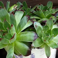 アエオニウムバルサミフェルムとっ「2017年~2020年多肉の寄せ植えと