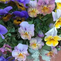 リースの中のビオラさん💕「お花🌸アップ⤴️の写真」のアルバム
