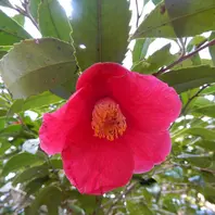 hanahirobaonline_niwaki-tubaki