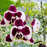胡蝶蘭＊交配親ナンクング×ティモシー「花たち」のアルバム