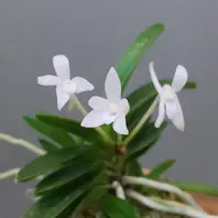 富貴蘭＊玉金剛無地豆葉で花は天咲き「花たち」のアルバム-みんなの