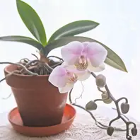 ミニ胡蝶蘭＊ピンロンチェリス白地に「花たち」のアルバム