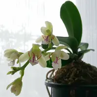 名護蘭日本の胡蝶蘭の名護蘭が今年も「花たち」のアルバム