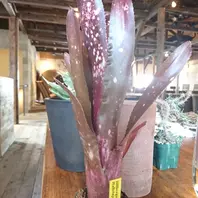 ビルベルギア・ハレルヤ魅惑の銀河模様「アナナス・チランジア」の