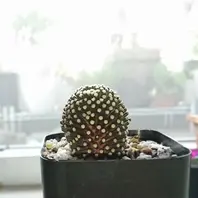 マミラリア・ルエッティこう見えてマミ「サボテン」のアルバム