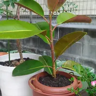 インドゴムノキ（フィカス・エラスティカ）の写真-みんなの趣味の園芸