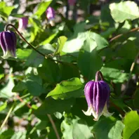 マシュマロです♪「2018年に咲いてくれたクレマチス達です(o^^o)♪」の