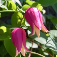 マシュマロです♪「2018年に咲いてくれたクレマチス達です(o^^o)♪」の