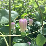 マシュマロです♪「2018年に咲いてくれたクレマチス達です(o^^o)♪」の