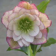 リバーシブルイルミリオン「2018 加藤農園さんのクリスマスローズ」の