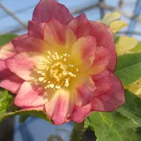 リバーシブルイルミリオン「2018 加藤農園さんのクリスマスローズ」の