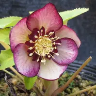 リバーシブルイルミリオン「2018 加藤農園さんのクリスマスローズ」の