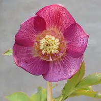 レッドイルミリオンエクセレント「2018 加藤農園さんのクリスマス