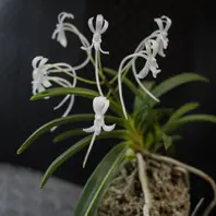 金広錦「富貴蘭」のアルバム-みんなの趣味の園芸545534