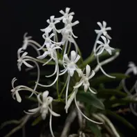 紀州緑風「富貴蘭」のアルバム-みんなの趣味の園芸545536