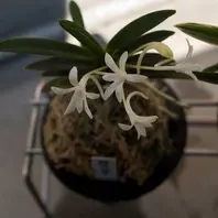 青軸富嶽「富貴蘭」のアルバム-みんなの趣味の園芸545541