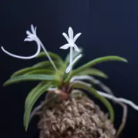紀州緑風「富貴蘭」のアルバム-みんなの趣味の園芸545536