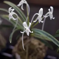 紀州緑風「富貴蘭」のアルバム-みんなの趣味の園芸545536
