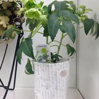 八咫烏』加藤農園「第16回クリスマスローズの世界展」のアルバム