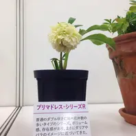 八咫烏』加藤農園「第16回クリスマスローズの世界展」のアルバム