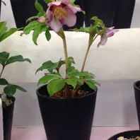 八咫烏』加藤農園「第16回クリスマスローズの世界展」のアルバム